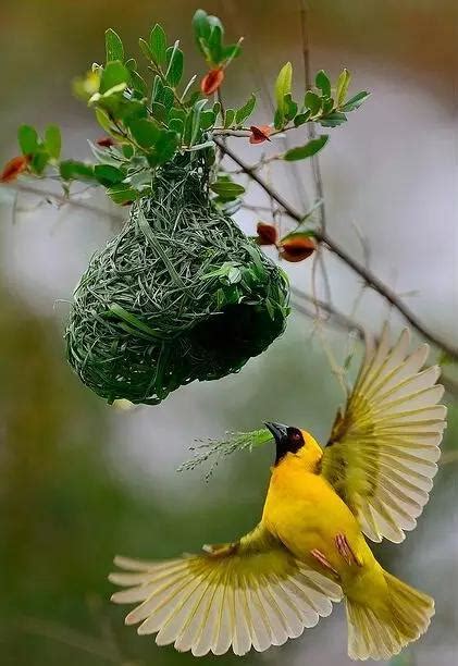 小鳥到家裡築巢